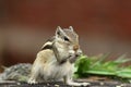 A squirrel eating their food