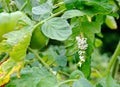 AA Yielding Tomato / Tobacco Hornworm as host to parasitic braconid wasp eggs