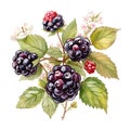 blackberries shrub with blossoms and berries painted in watercolor style