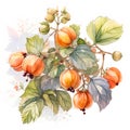 artistic of cape gooseberries branch in watercolor painting Royalty Free Stock Photo