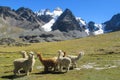 Aalpacas in the Andes mountains Royalty Free Stock Photo