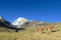 Aalpacas near snowcapped mountain