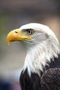 Aamerican white-headed eagle Royalty Free Stock Photo