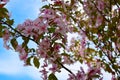 AAn apple tree branch blooming with pink flowers. Royalty Free Stock Photo