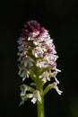Aangebrande orchis, Burnt Orchid, Neotinea ustulata Royalty Free Stock Photo