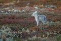 Arctic fox In a autumn landscape Royalty Free Stock Photo