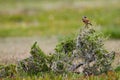 Aardtapuit, Capped Wheatear, Oenanthe pileata Royalty Free Stock Photo