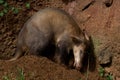 Aardvark Digging