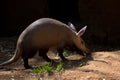 Aardvark hunt Royalty Free Stock Photo