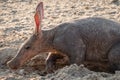 Aardvark in the Kalahari, Namibia - Close-up Royalty Free Stock Photo