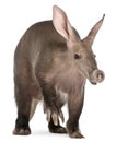 Aardvark, Orycteropus, 16 years old Royalty Free Stock Photo