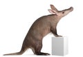 Aardvark, Orycteropus, 16 years old Royalty Free Stock Photo