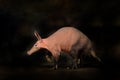 Aardvark, Orycteropus afer, burrowing, nocturnal mammal native to Africa. Crazy animal in the dark night. Aardvark, in the nature
