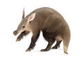 Aardvark, orycteropus afer, running on white background Royalty Free Stock Photo