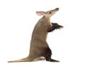 Aardvark standing on hind legs on white background Royalty Free Stock Photo