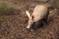 Aardvark Royalty Free Stock Photo