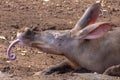 Aardvark tongue