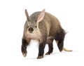 Aardvark walking on white background, orycteropus afer Royalty Free Stock Photo