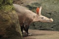 Aardvark Royalty Free Stock Photo