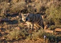 Aardwolf