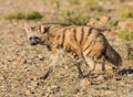 Aardwolf