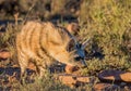 Aardwolf