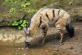 Aardwolf