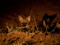 Aardwolf puppies