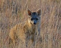 Aardwolf Standing In Long Grass