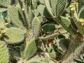 Aaron's-beard prickly-pear. Opuntia leucotricha cactus