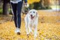 Aattractive young woman walking with her lovely golden retriever dog in the park in autumn Royalty Free Stock Photo