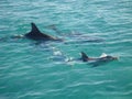 Abaco Dolphins