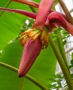 The AbacÃÂ¡ Musa textilis, also called Manila hemp, banana hemp or Musa hemp, is used as a fiber plant. Royalty Free Stock Photo