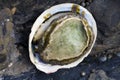 Abalone Royalty Free Stock Photo