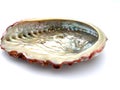 Abalone Royalty Free Stock Photo