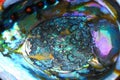 Abalone Shell Close Up Royalty Free Stock Photo