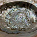 Abalone shell interior displaying its natural iridescent nacre, also known as mother-of- Royalty Free Stock Photo