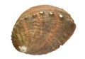 Abalone Shell Royalty Free Stock Photo
