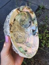 Abalone Shell Sea Ocean Miracles Nature Hand Ritual Royalty Free Stock Photo