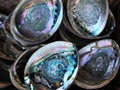 Abalone shells Royalty Free Stock Photo