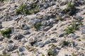 Abalone shells on a beach Royalty Free Stock Photo