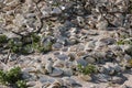 Abalone shells on a beach Royalty Free Stock Photo