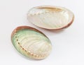 Abalone shells Royalty Free Stock Photo