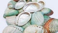 Abalone shells Royalty Free Stock Photo