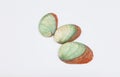 Abalone shells Royalty Free Stock Photo