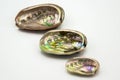 Abalone Shells Royalty Free Stock Photo