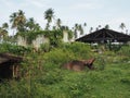 Abandon Buildings in the Tropics