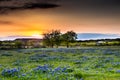 Abandonded Old House in Texas Wildflowers.