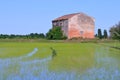 Abandoned agricultural building in rice field