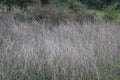 Abandoned agriculture land with dry reeds grown to great heights. Tall dried out grass in land